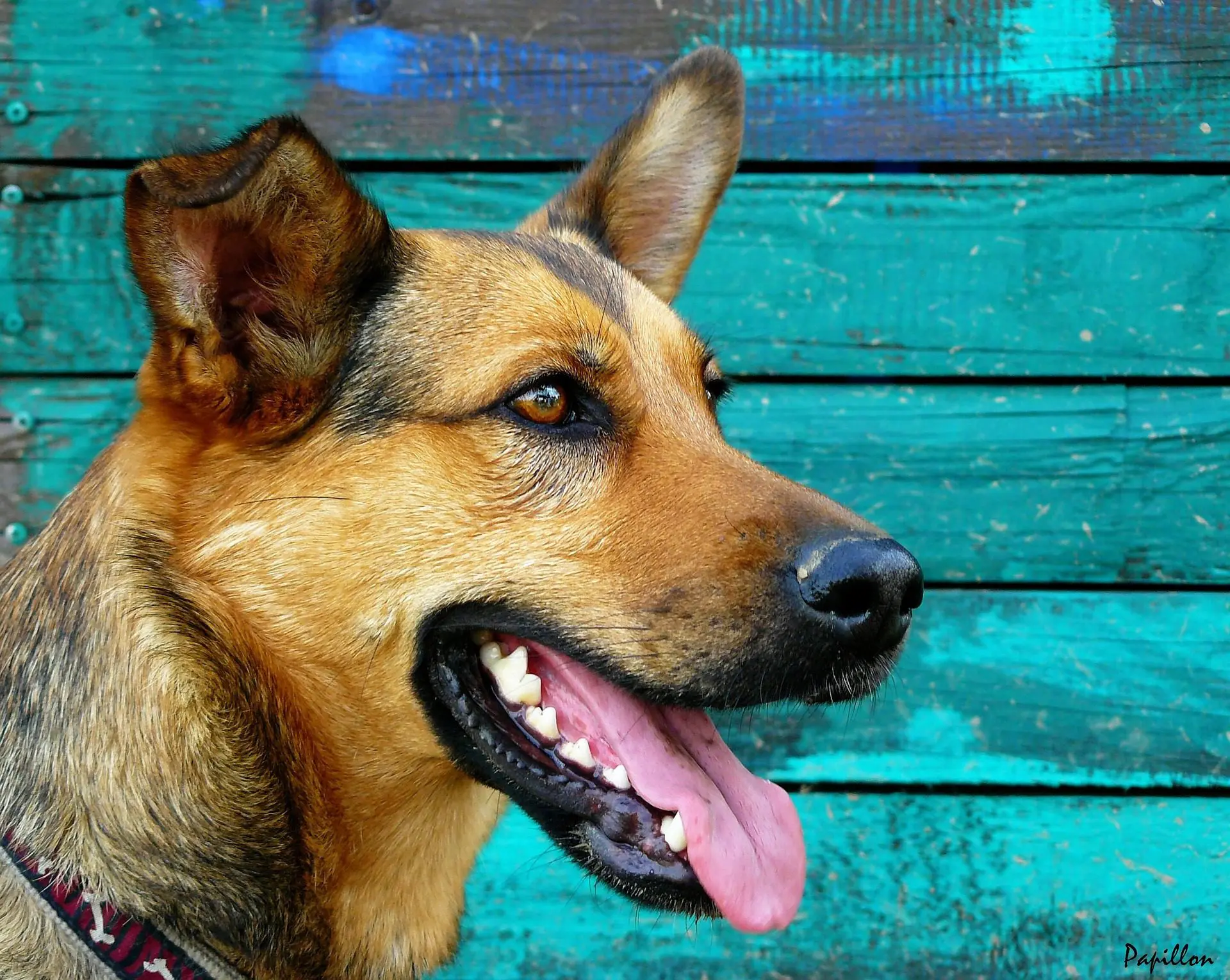 Do Dogs Get Cavities?