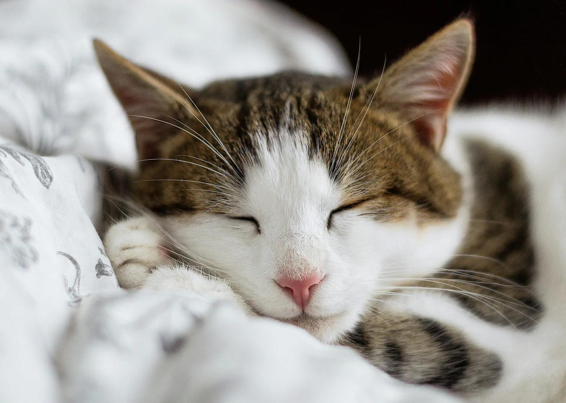 How to Care for Your Dog or Cat After Dental Surgery?