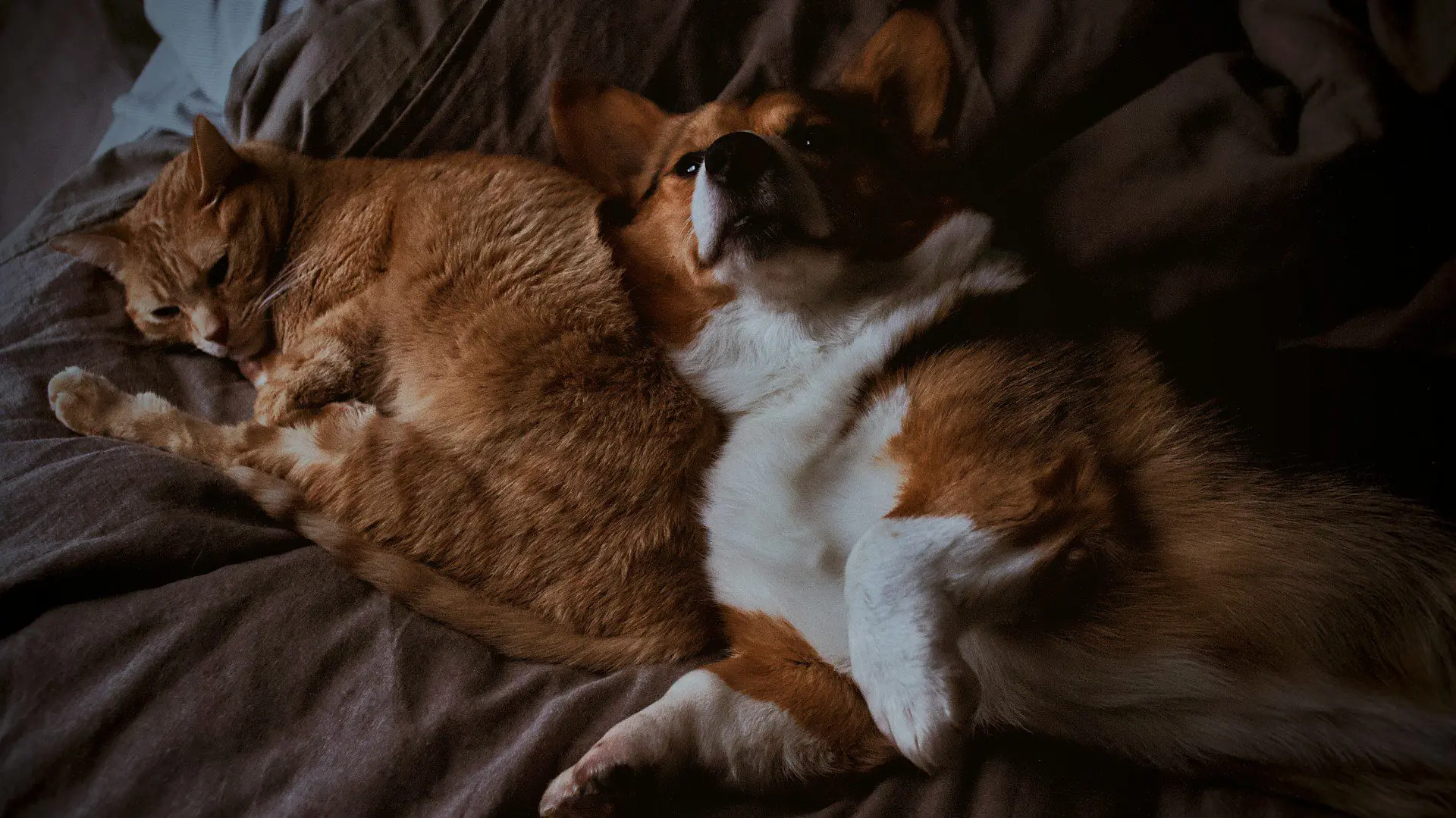Feeding a Dog or Cat without Teeth