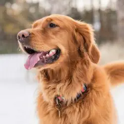Golden retriever playing in snow