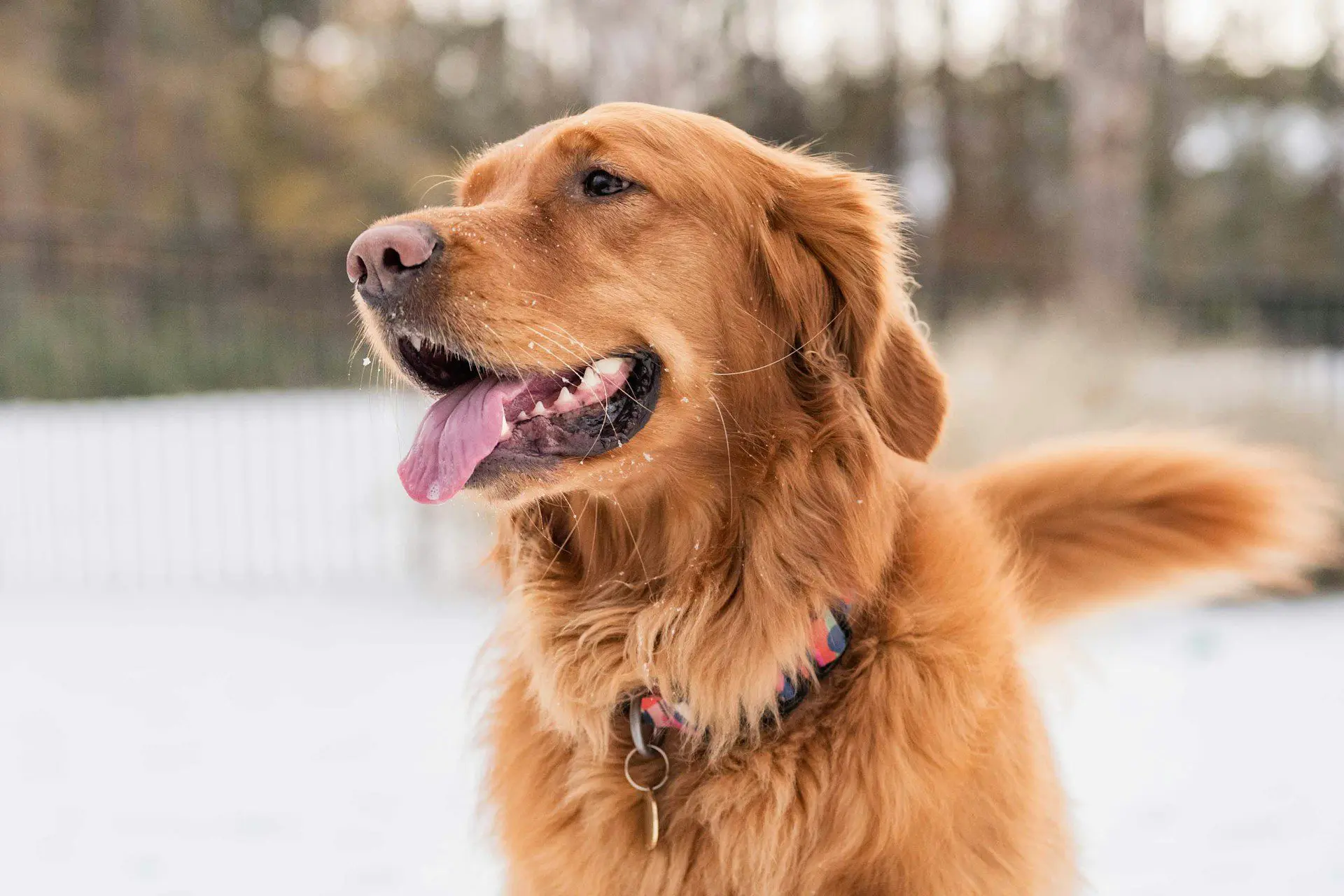 Pet Emergency Dentist: Which Dental Conditions Should Be Seen Immediately?