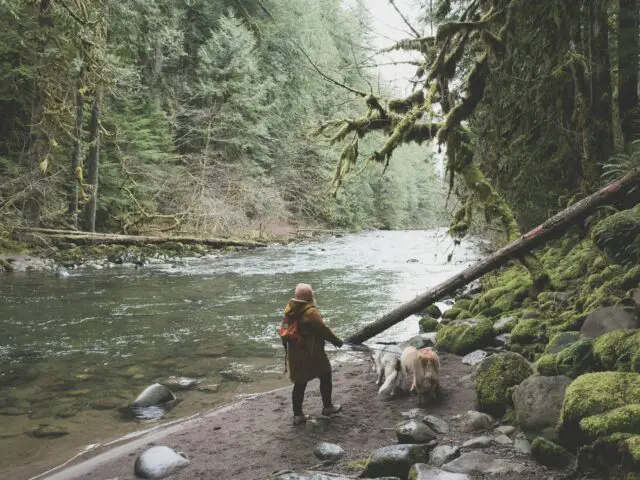 How to Hike Safely with Your Dog in Bozeman