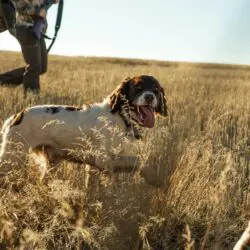 oral pain in hunting dogs