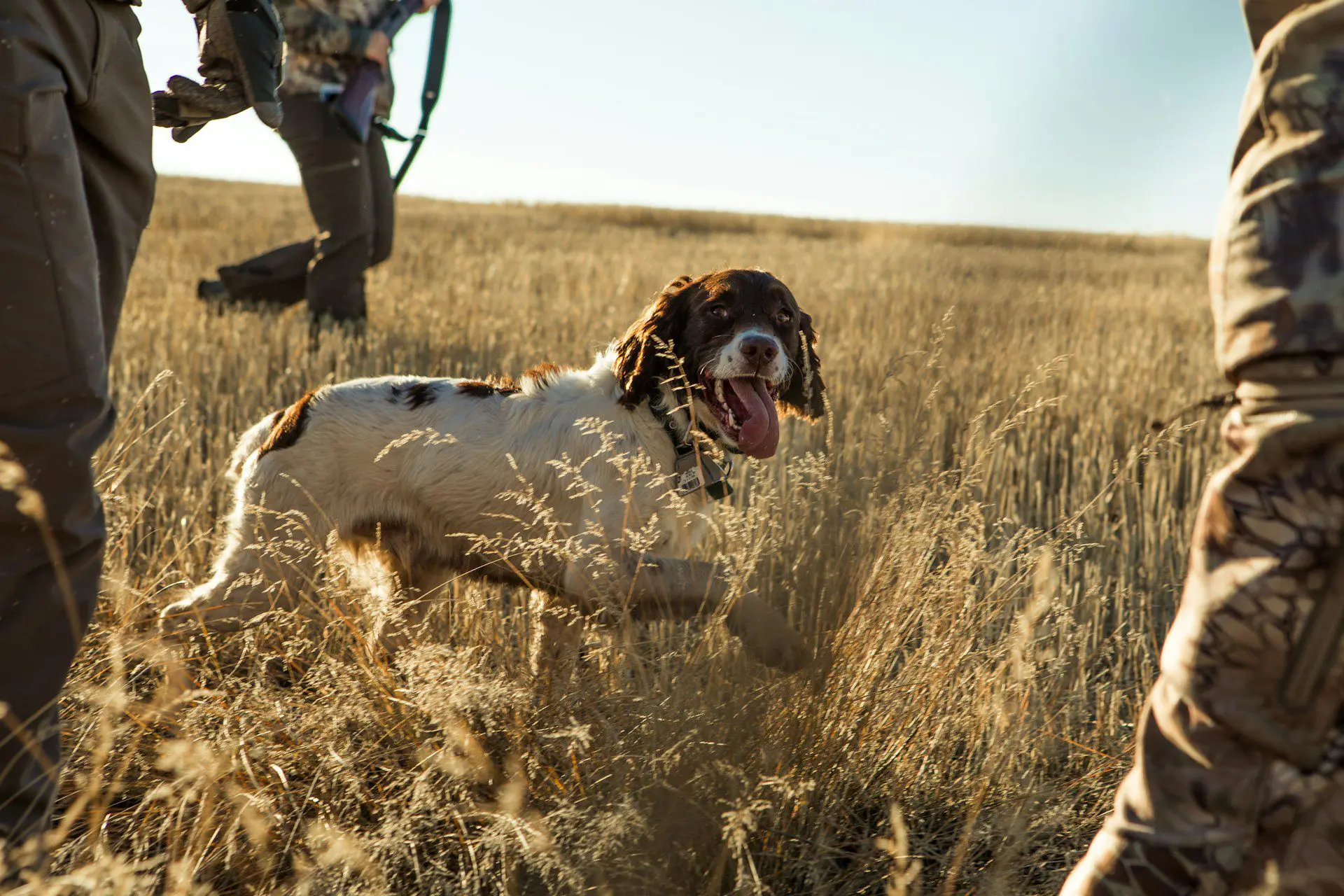 Why Your Hunting Dog Should Have its Teeth Cleaned via a Complete Oral Health Assessment and Treatment