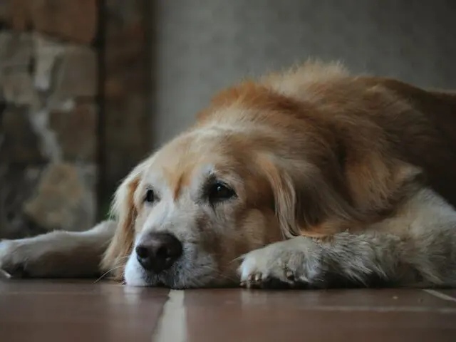 Senior Dog Dental Diets: What Every Pet Parent Should Know
