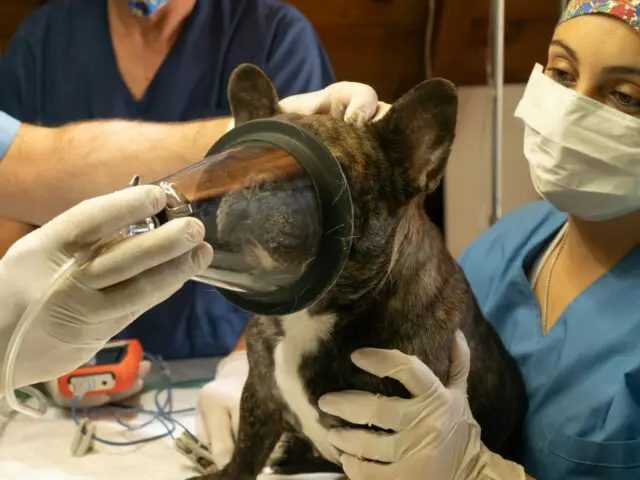 Is My Dog Too Old for Anesthesia?