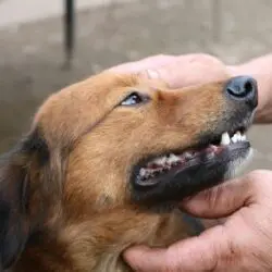 A dog is being loved on by their person.