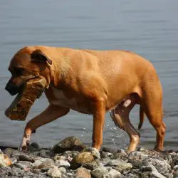A dog is carrying a large rock in his mouth by a body of water.