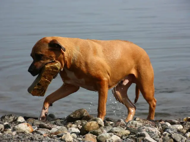 Preventing Tooth Fractures in Dogs that LOVE to Chew