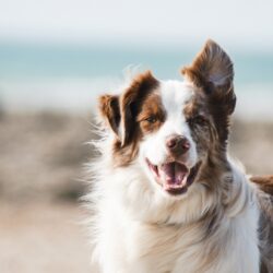 tooth avulsion dog - white and brown dog outdoors in the wind
