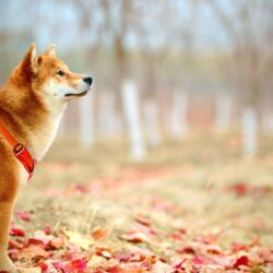 dentigerous cyst dog - sheba inu with red harness standing in fall leaves