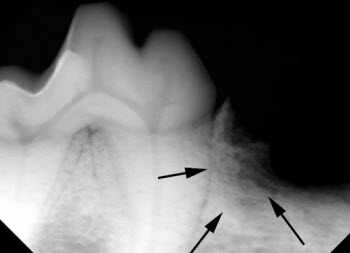xray dog oral tumor vet dentistry