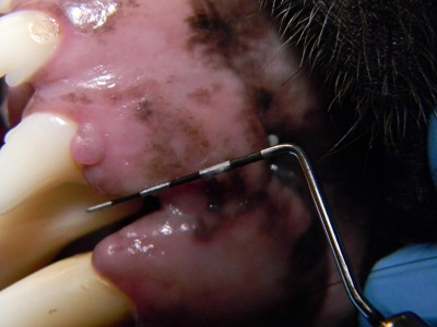 periodontal abscess in dog