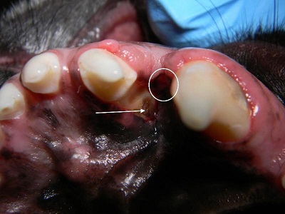 Figure 4. The defect (circle) can be see in the palatal soft tissues. Additionally, an area of dentin exposure (arrow) is visible in the root of the third incisor. This was created by traumatic contact of the lower canine tooth. 
