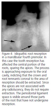 Dog tooth resporption treatment radiograph