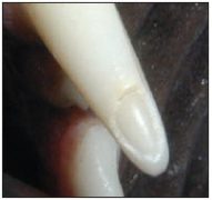 Figure 2. Picture of a fractured pet tooth, with exposure of the dentin. Note the thin layer of enamel.