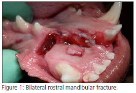 Mandibular Fracture in dog