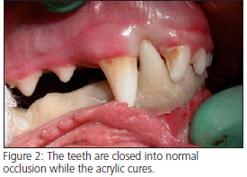 Mandibular Fracture in dog - veterinary dentistry