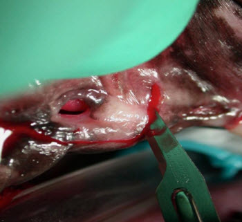 oronasal fistula incisions - vet dentistry