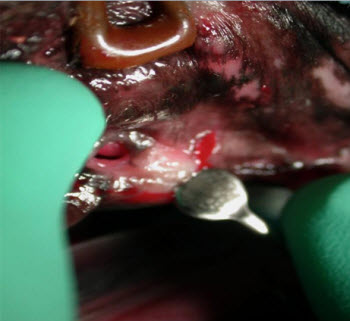 Canine Oronasal Fistula Repair - Vet dentistry 
