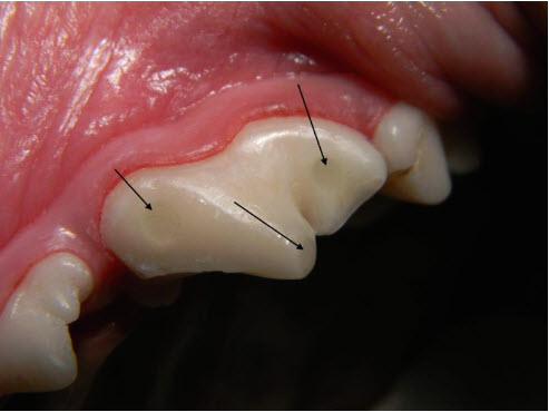 Composite Pet Tooth Restorations