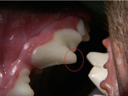Pet Tooth Fracture Dentin Exposure
