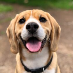 canine root canal - beagle smiling