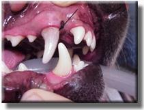 intrinsic discolored dog tooth (purple) indicating it is non-vital (dead)