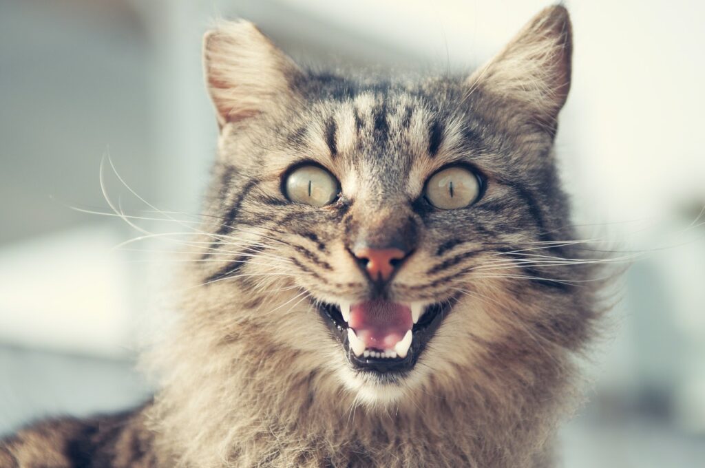 What is Tooth Resorption in Cats and How is it Treated?