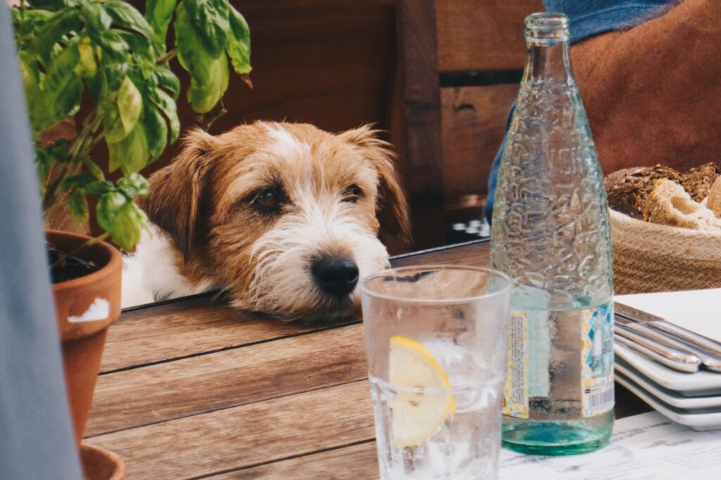 The Top 5 Dog-Friendly Restaurants and Breweries in Missoula