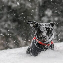 black dog in snow - dog safety in montana winters
