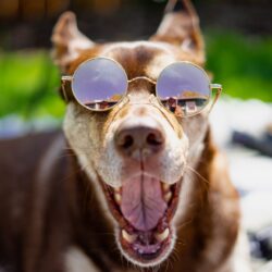 brown dog in sunglasses - summer safety tips for dogs