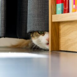 brown and white cat hiding behind a dresser and curtain - loud noises scare pets