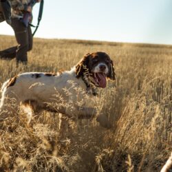 hunting dog with owners and a cross bow - hunting season in montana