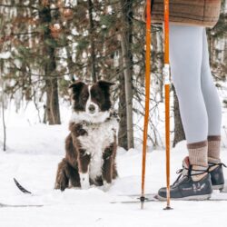 dog on a cross country ski trail -cross - country skiing with your dog Montana