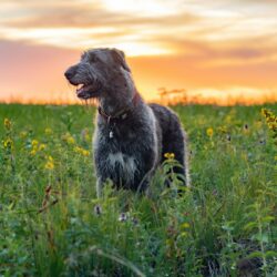black shaggy dog in field of flowers - dangerous plants in Montana