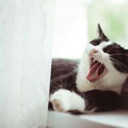 black and white cat laying on window sill yawning