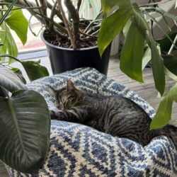 gray cat napping on bean bag chair in cat cafe