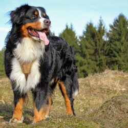 large dog standing in front of pine trees smiling with tongue out