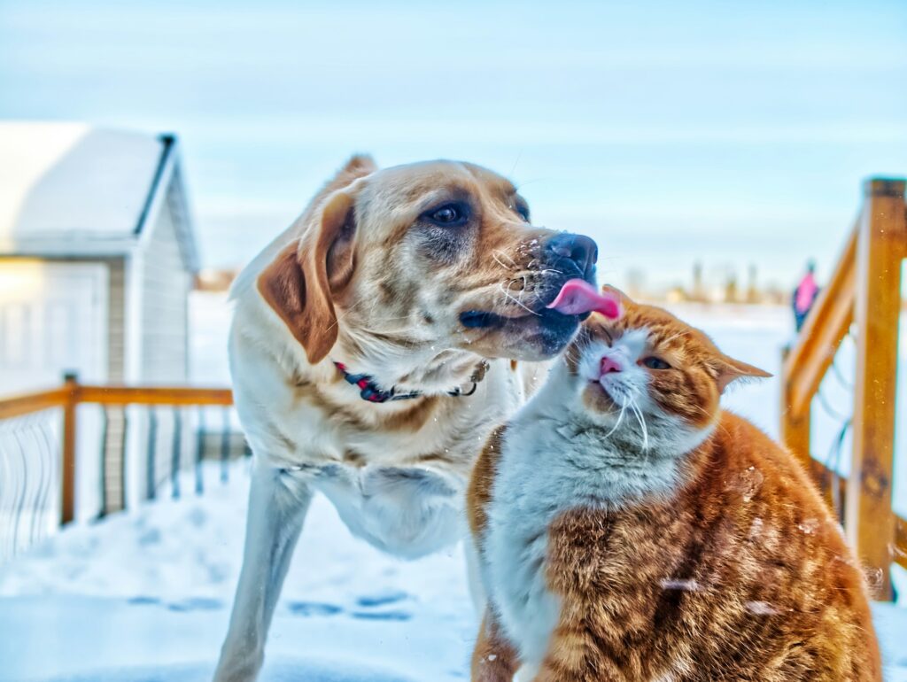 Can Dogs and Cats Get Gum Disease?