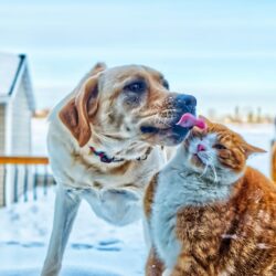 dog licking cat's face outside on snowy deck