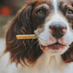brown and white dog with dental chew in mouth