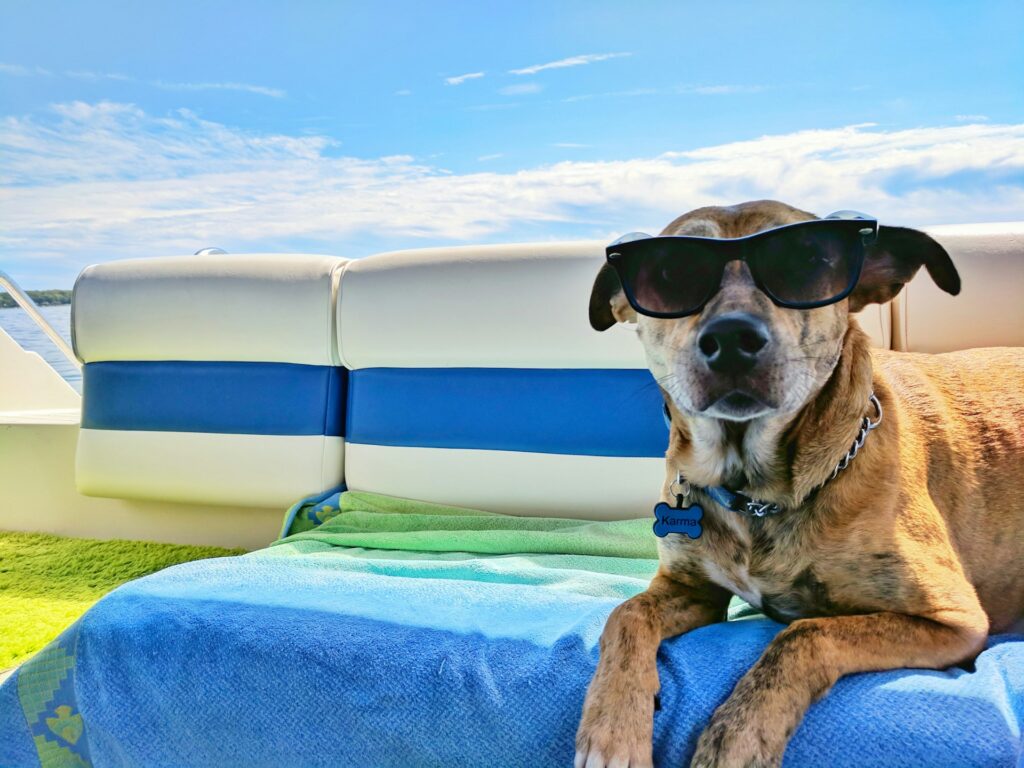 7 Tips for Keeping Your Pet Cool During Hot Montana Summers