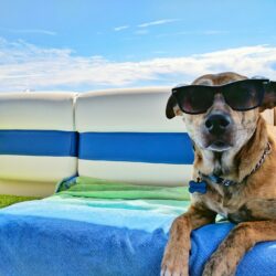 brown dog sitting on boat wearing sunglasses