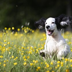 A young, black and white dog jumps in a field of yellow flowers and tall grass