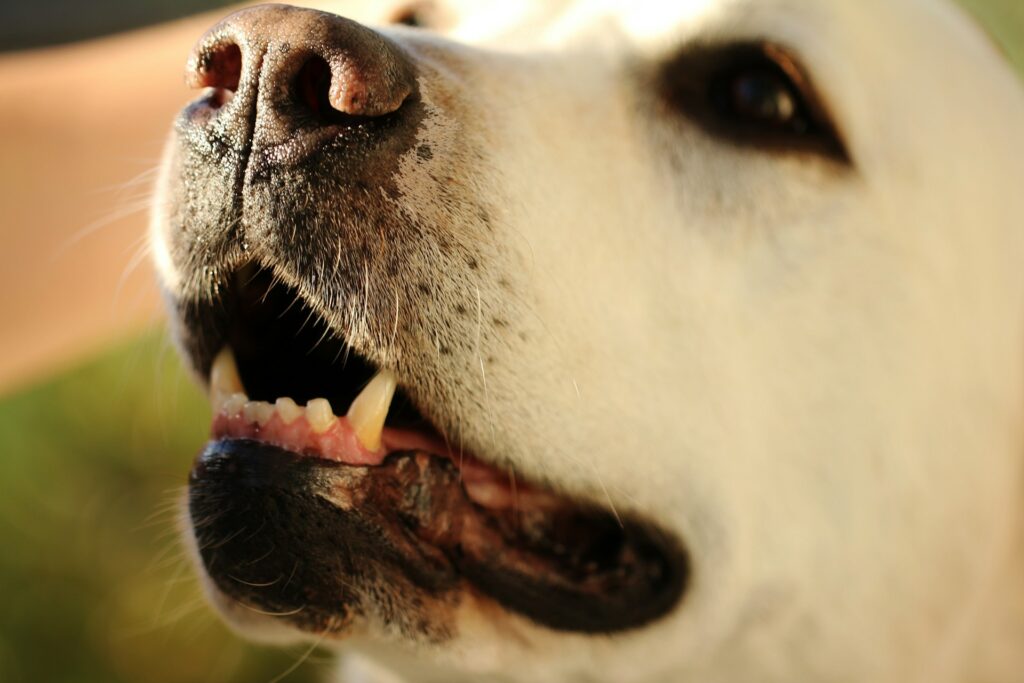 What the Color of Your Dog’s Gums Says About Their Health