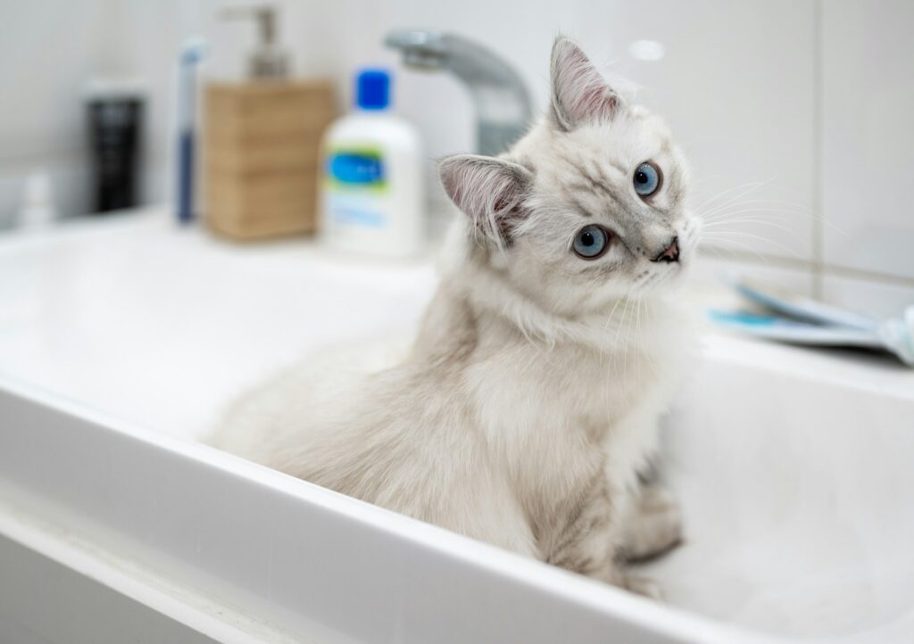 The Importance of Home Dental Care for Dogs & Cats