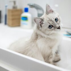 fluffy white cat sitting in white bathroom sink